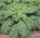 Growing Kale-Tips and Techniques 